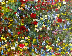 Texas Wildflower. Jillian K
